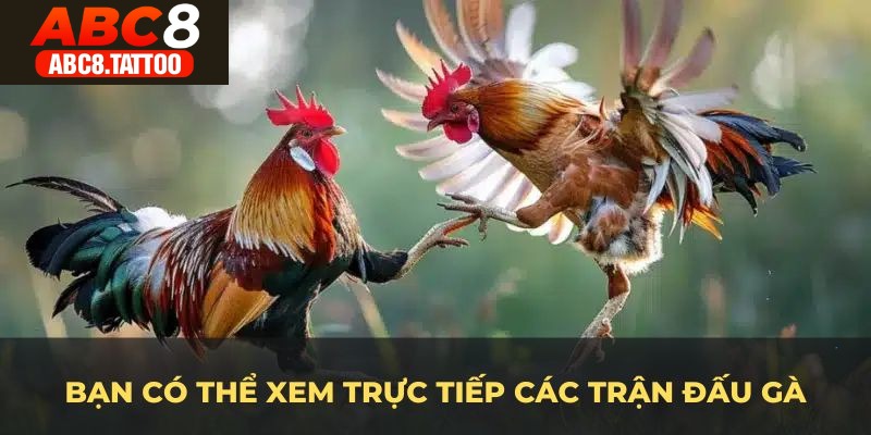 Bạn có thể xem trực tiếp các trận đấu gà đỉnh cao tại nền tảng ABC8 